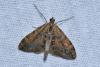 Thera obeliscata